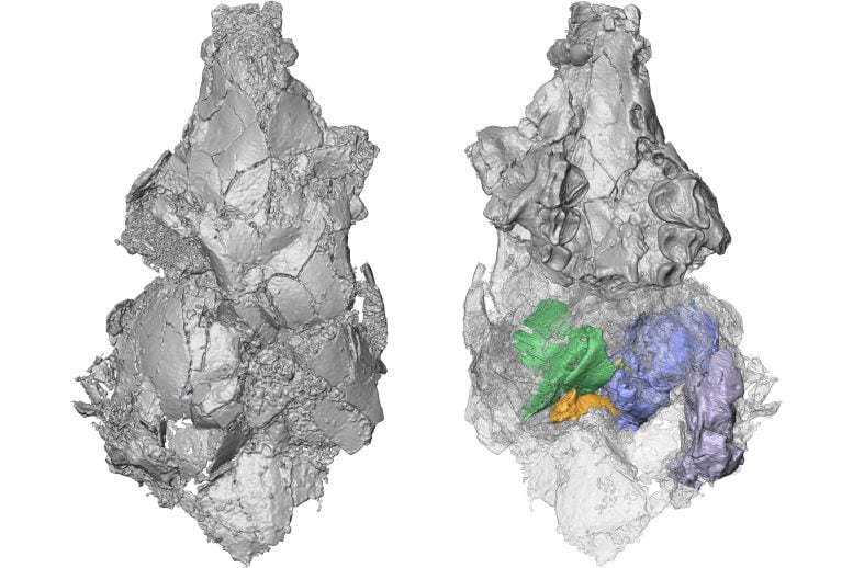 I Picrodontidi non erano primati, rivela un nuovo studio 1 Modello tridimensionale dell'unico cranio picrodontide conosciuto nelle viste dall'alto (a sinistra) e dal basso (a destra). La tecnologia di scansione TC ha rivelato ossa del cranio precedentemente sconosciute (colorate a destra) che hanno contribuito a dimostrare che i picrodontidi non sono primati come si credeva in precedenza. Credito: Giordania Crowell