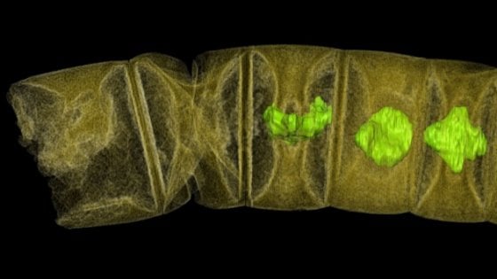 Trovati fossili di eucarioti di 1,6 miliardi di anni 3 Fossile di alga eucariotica