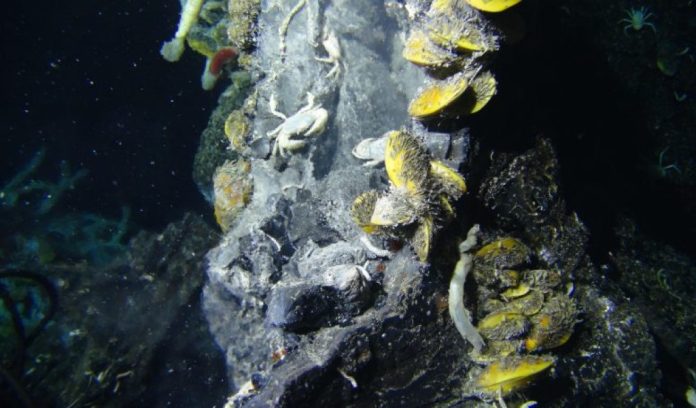 Scoperta una nuova specie di batteri mesofila