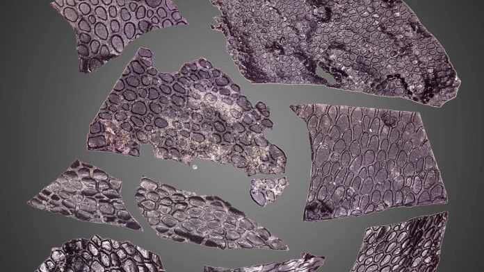 Trovato un antico fossile di pelle che precede i dinosauri