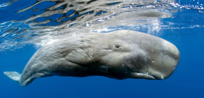 Capodogli: i giganti degli oceani con 7 culture diverse