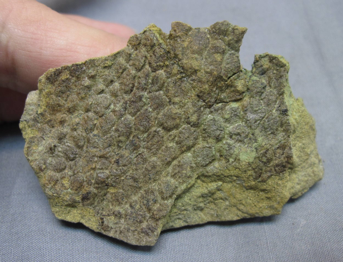 pelle fossilizzata