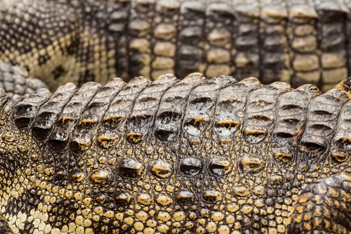 La pelle fossilizzata più antica ha 288 milioni di anni 5 pelle fossilizzata