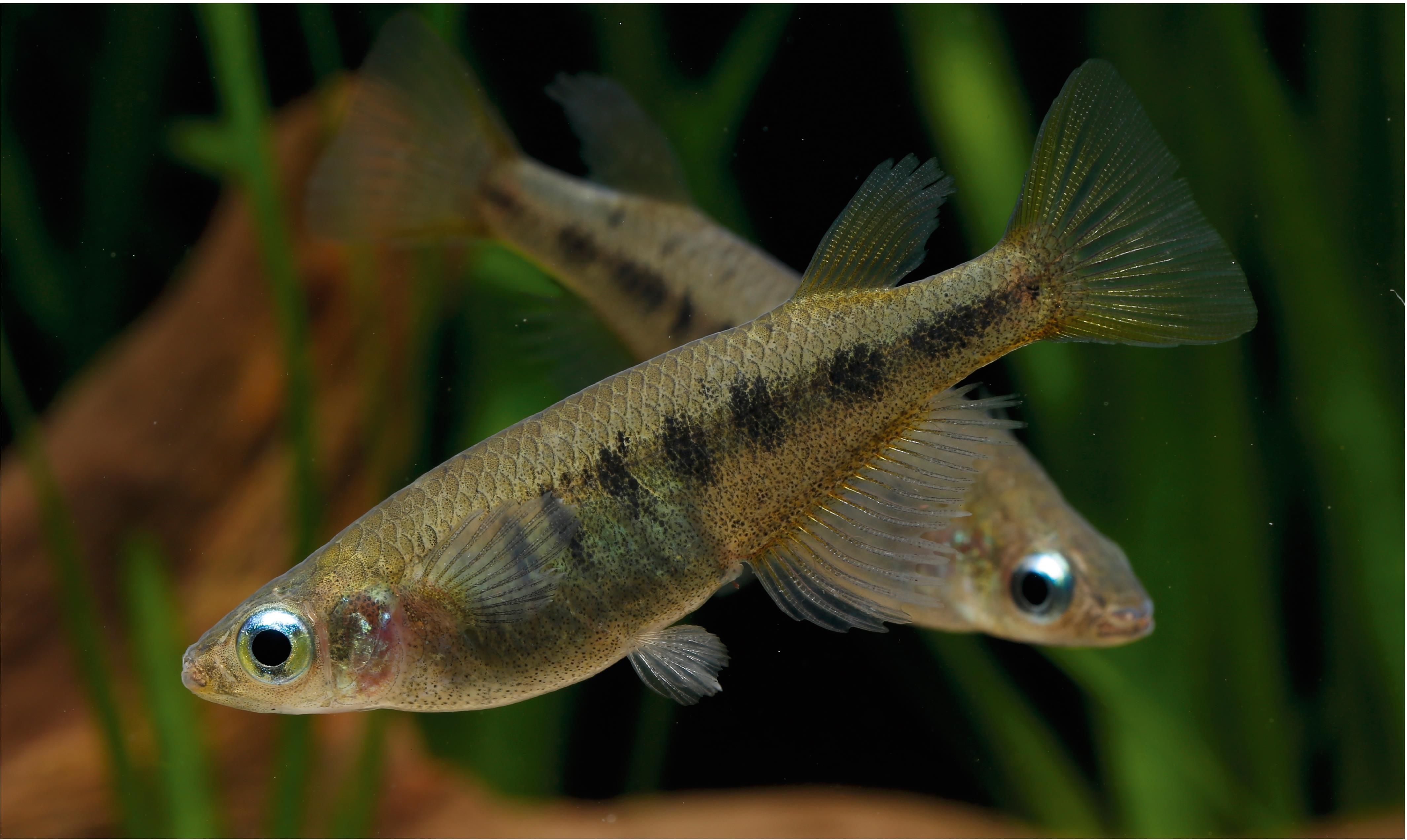 Pesce Medaka