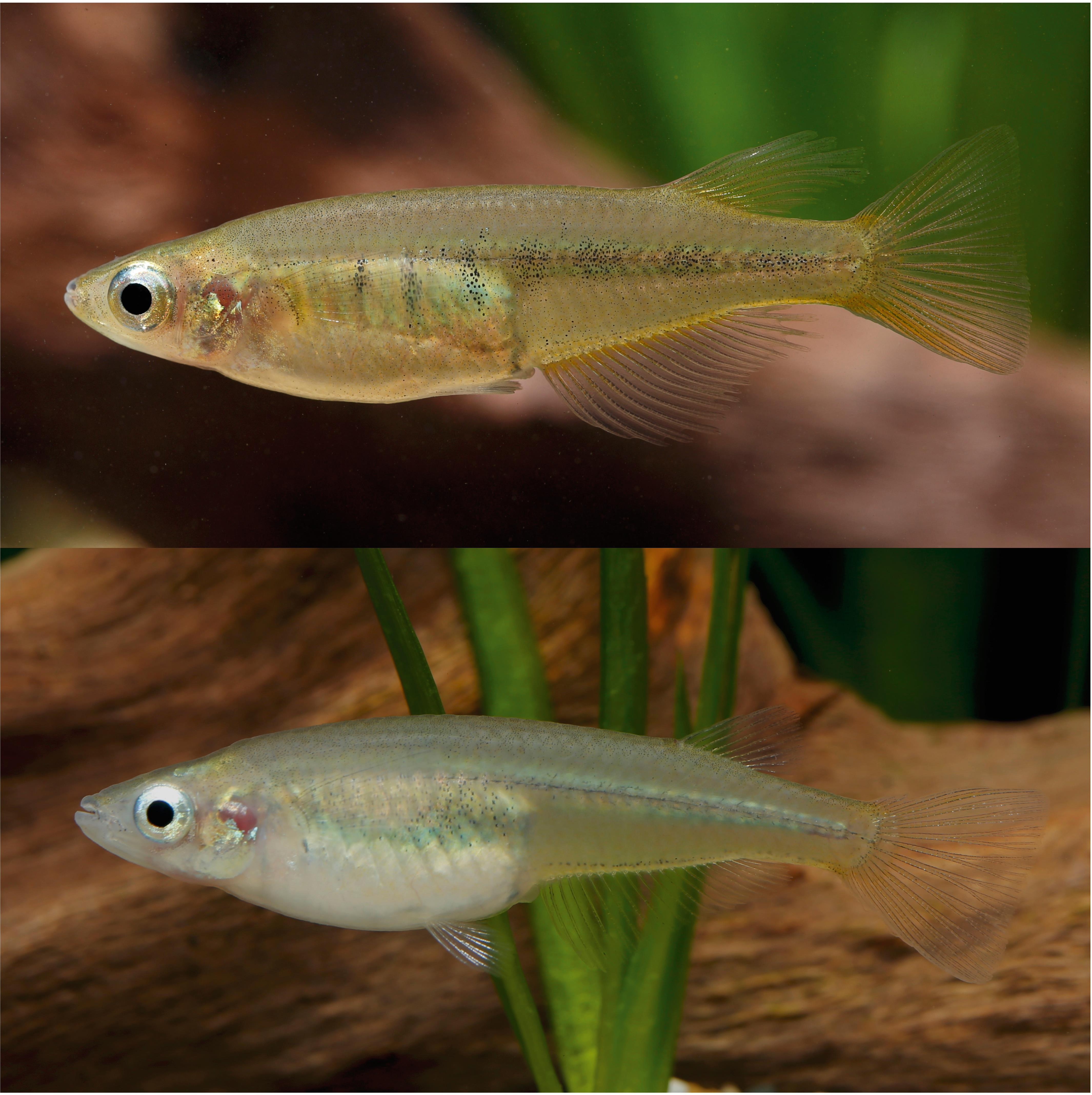 Pesce Medaka