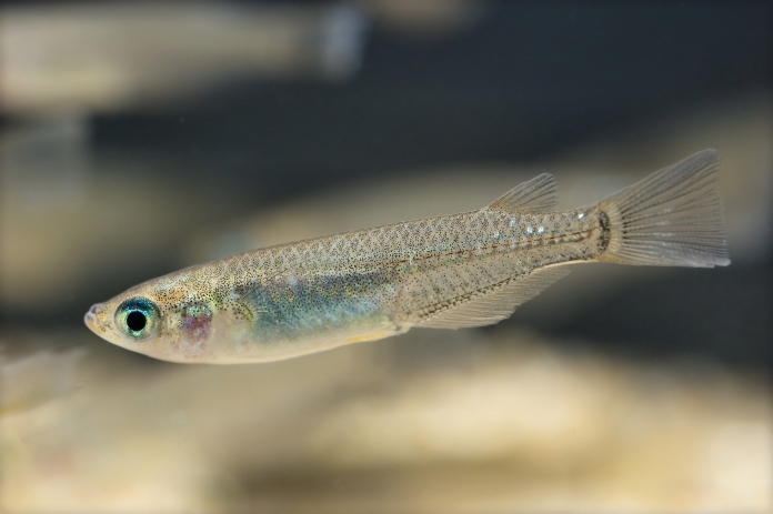 Pesce Medaka