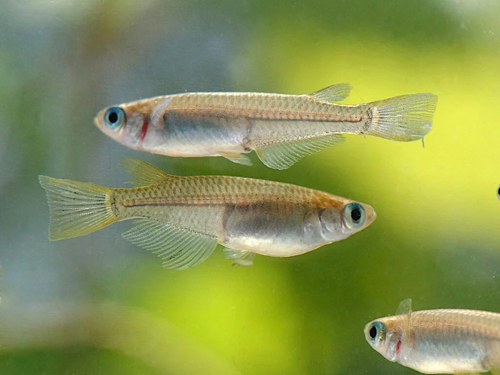 Pesce Medaka