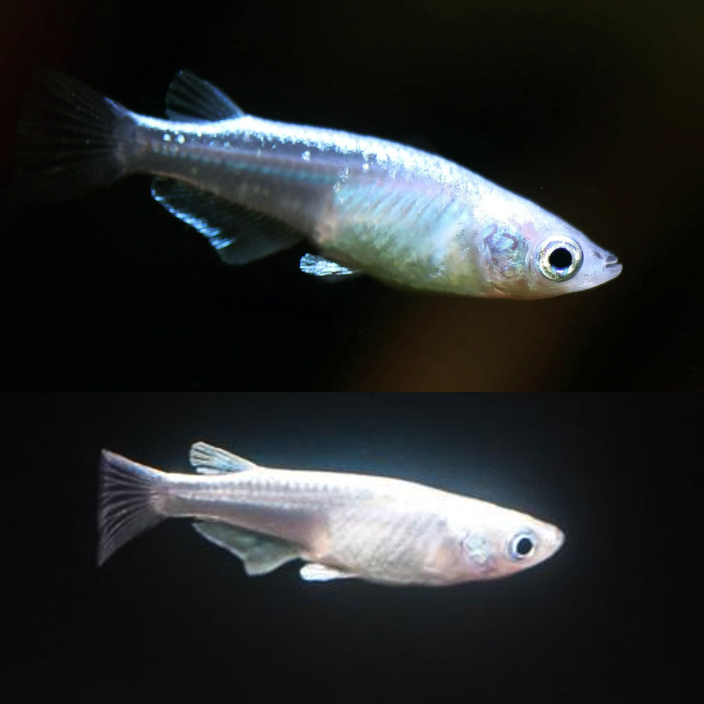 Pesce Medaka