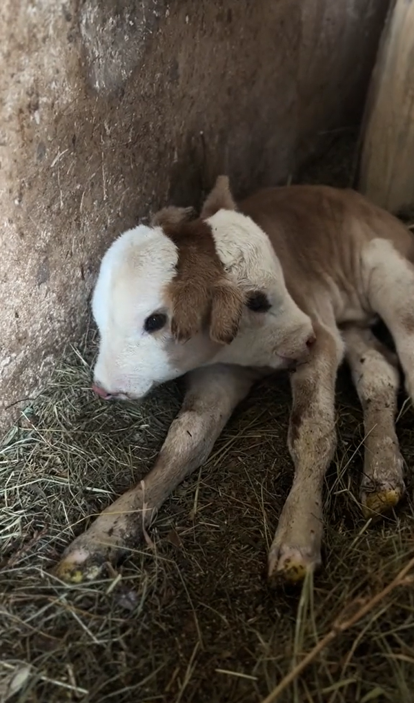 Policefalia: il Fenomeno che Colpisce 1 Animale su 100.000 1 Policefalia