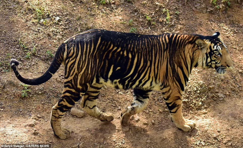 Tigre nera