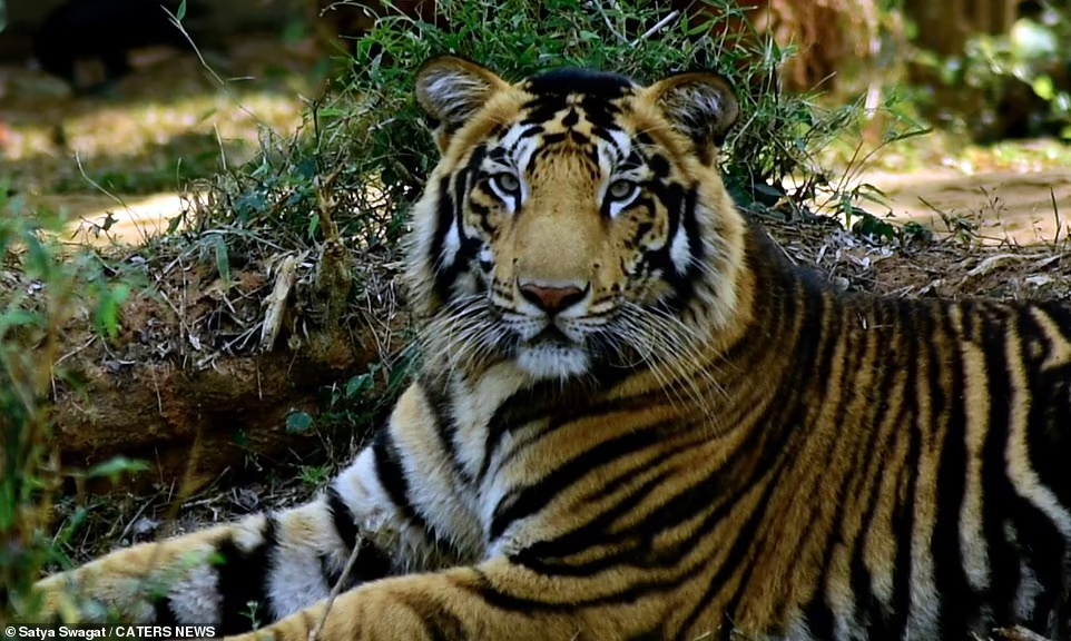 Tigre nera
