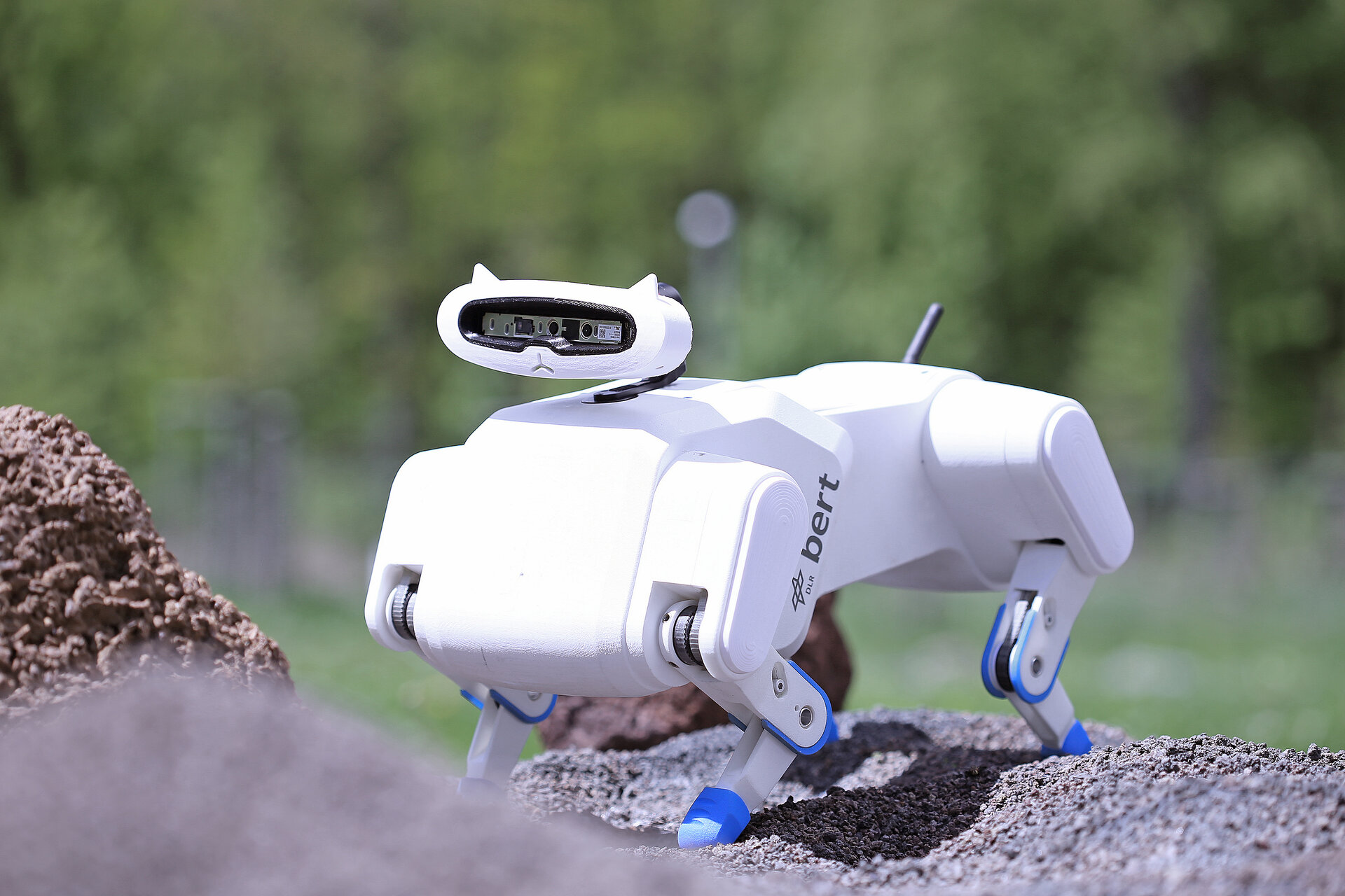 Cane robot: Bert