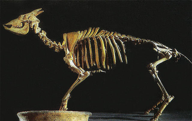 Myotragus balearicus