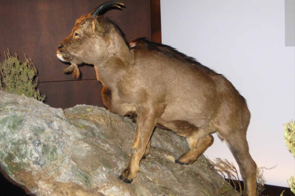 Myotragus balearicus