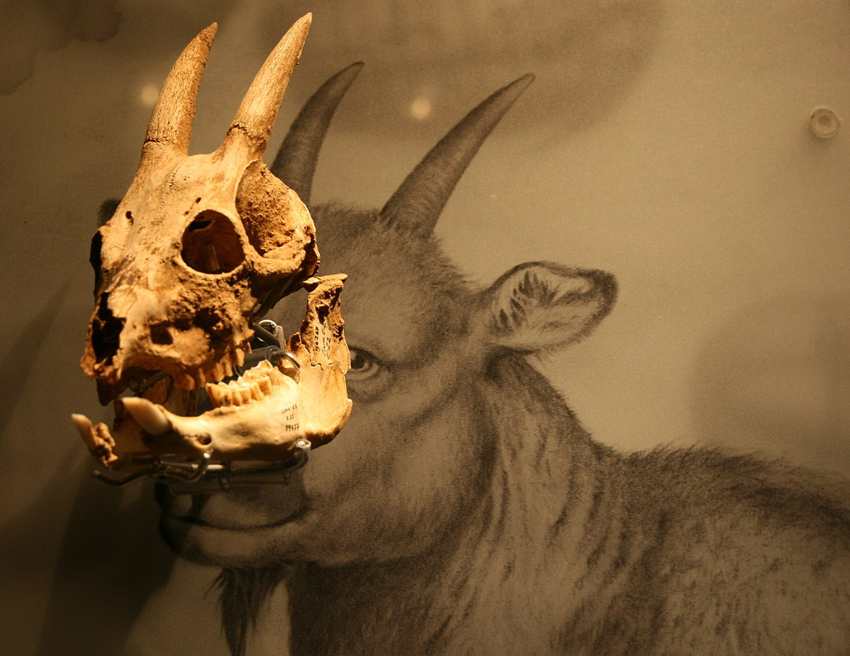 Myotragus balearicus