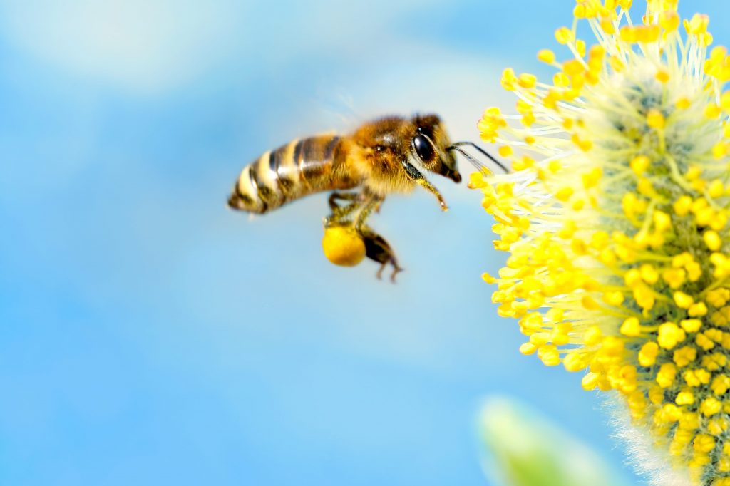 Fiori che si autoimpollinano 