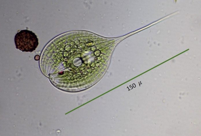 fossili di Euglenidi