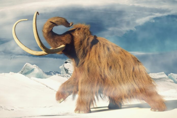 Progetto Mammut: la de-estinzione sfida l'etica e la scienza