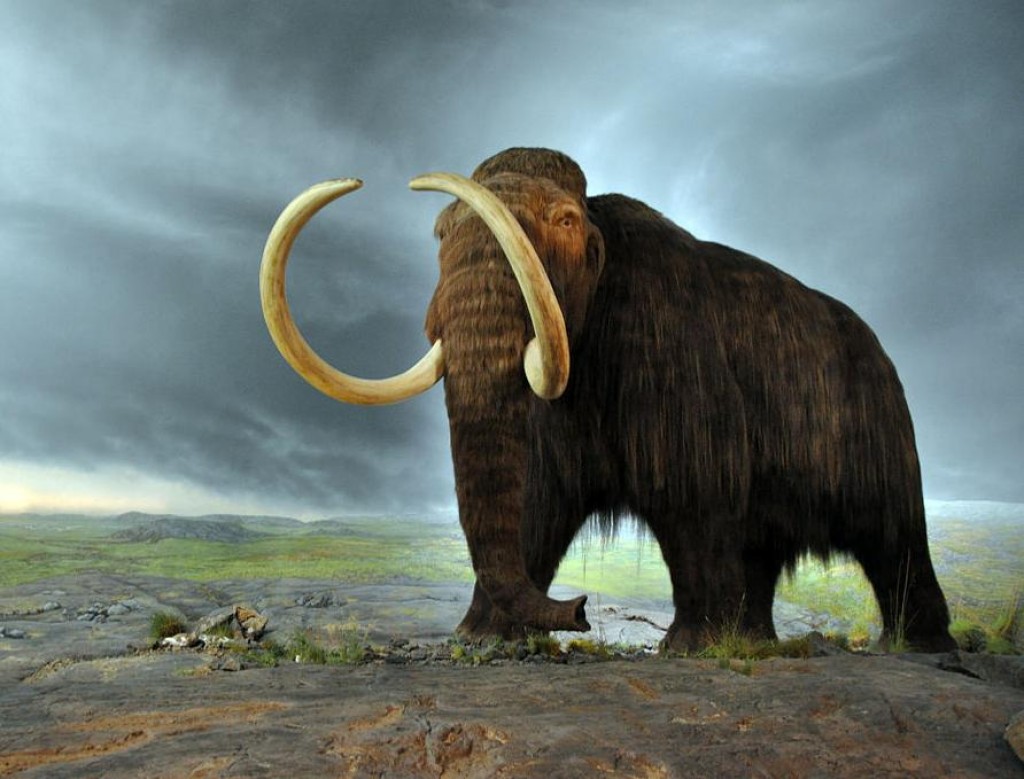 Il mammut lanoso, estinto circa 4.000 anni fa, tornerà in vita entro soli 4 anni 1 Mammut, de-estinzione dei mammut lanosi, mammut lanoso