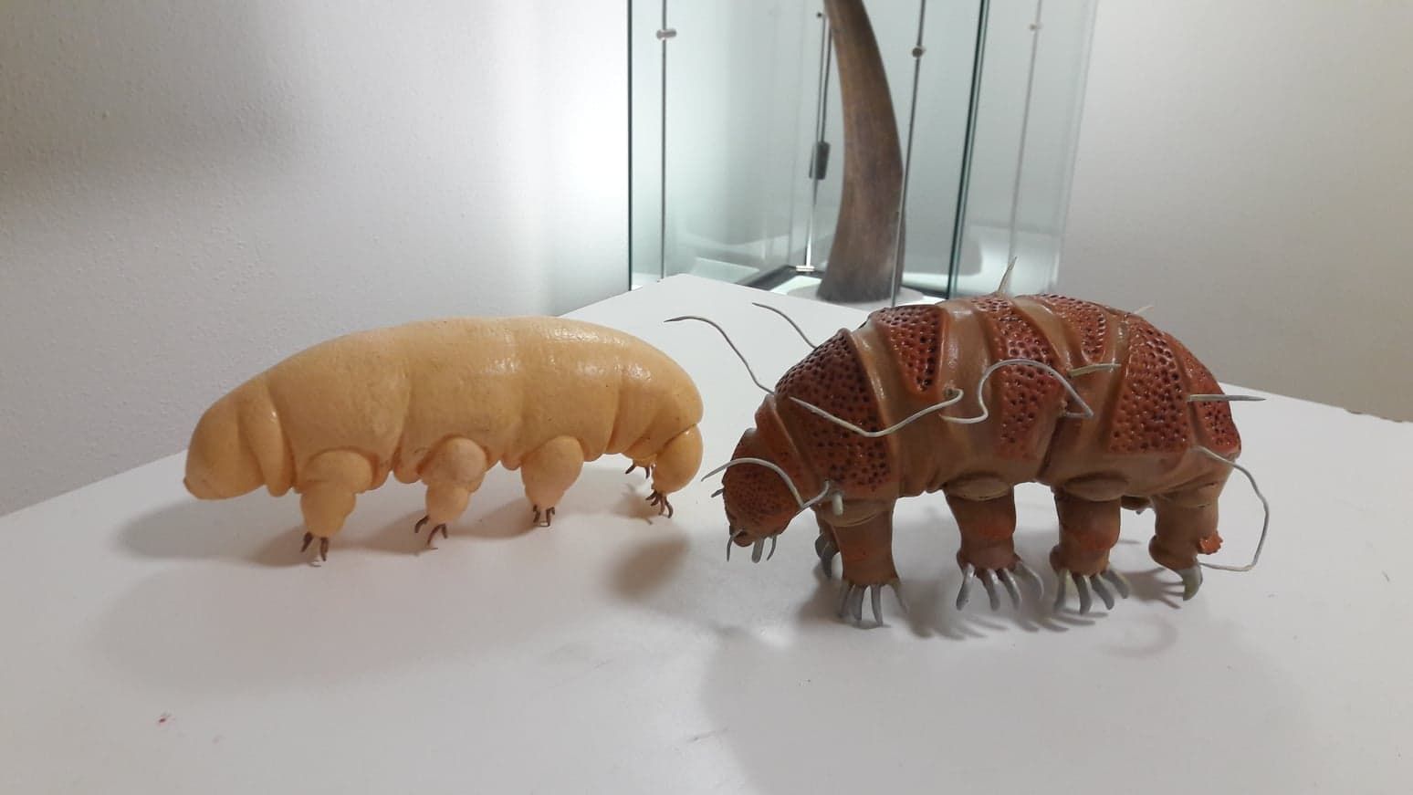 tardigradi