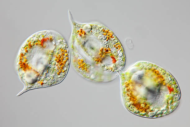 fossili di Euglenidi