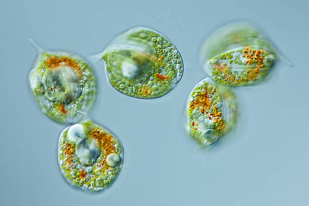 Trovati fossili di Euglenidi: qual è la loro natura biologica? 2 fossili di Euglenidi