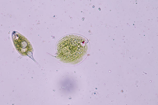 Trovati fossili di Euglenidi: qual è la loro natura biologica? 4 fossili di Euglenidi