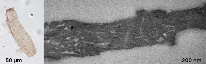 Fotosintesi: le prime prove fossili in batteri di 1,7 miliardi di anni 1 Nello scisto australiano, risalente a un periodo compreso tra 1,73 e 1,78 miliardi di anni, i ricercatori hanno trovato fossili di cianobatteri di Navifusa majensis (a sinistra), rivelando pile di membrane tilacoidi (a destra), cruciali per la fotosintesi che produce ossigeno nelle piante e nei batteri moderni. Credito: Nature.