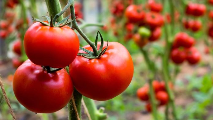 Pomodoro: le sue radici razionano l'acqua durante la siccità