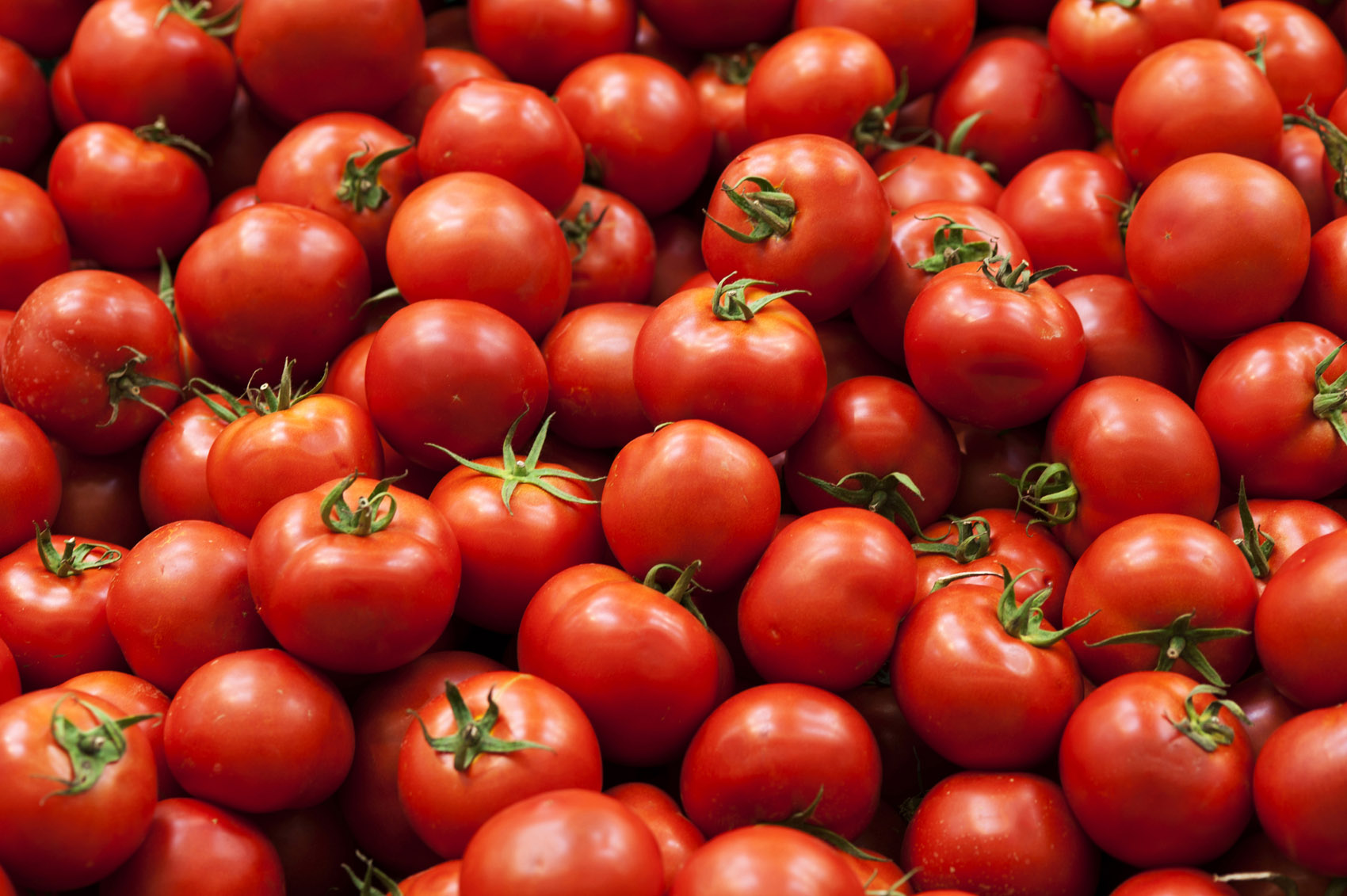 Pianta di pomodoro 