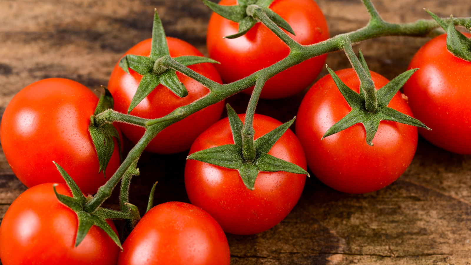 Pianta di pomodoro 