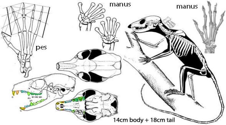 I Picrodontidi non erano primati, rivela un nuovo studio 3 Zanycteris paleocenus uno dei picrodontidi, piccoli mammiferi estinti