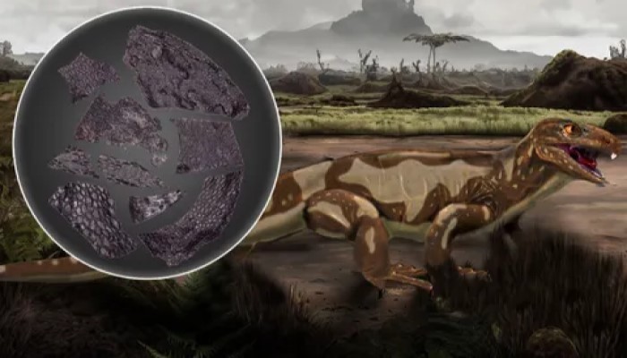 Trovato un antico fossile di pelle che precede i dinosauri 1 Rappresentazione artistica della creatura simile a un rettile da cui proviene il campione ritrovato. (Credito immagine: impressione dell'artista (Michael deBraga) e immagine fossile della pelle (Current Biology Mooney et al)