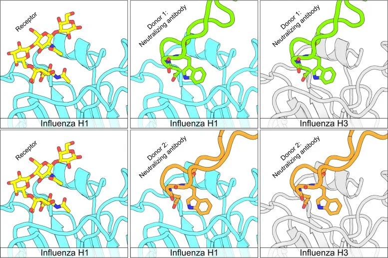 Una nuova classe di anticorpi promette vaccini più efficaci 2 Gli esseri umani producono risposte anticorpali neutralizzanti H1N1-H3N2 convergenti al virus dell’influenza. I pannelli derivano da strutture riportate da Simmons et al., (PDB 7TRH, 7RRI e 3UBE di Xu et al., per il modello di coinvolgimento dei recettori). Credito: Kevin McCarthy ( CC-BY 4.0 )