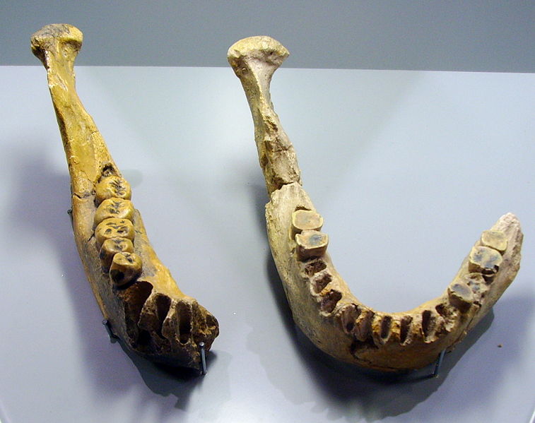 Denti fossilizzati