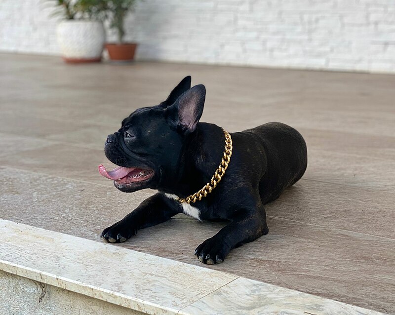 Bulldog francese Tyson 