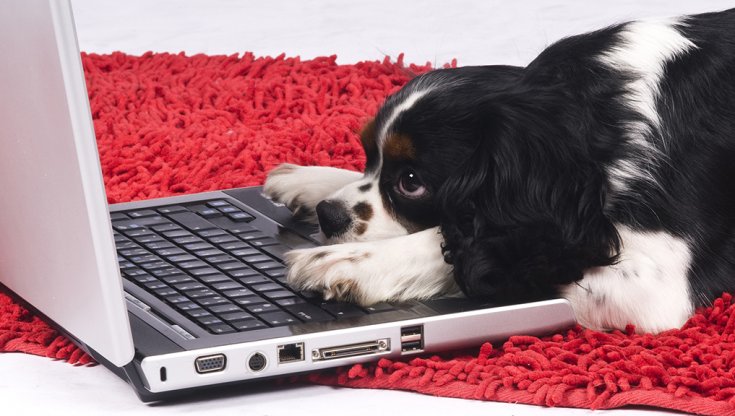 Un nuovo algoritmo AI identifica le personalità dei cani 2 l’algoritmo AI aiuta a valutare la personalità dei potenziali cani da lavoro