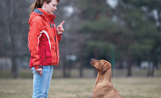 Un nuovo algoritmo AI identifica le personalità dei cani 3 L’algoritmo AI si basa sui dati di valutazione comportamentale canina (C-BARQ)