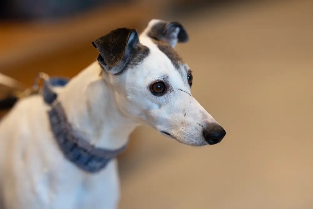 Loy-002: arriva la pillola anti età per cani 1 Un whippet di 11 anni di nome Boo è il primo a provare Loy-002 la pillola antietà per cani