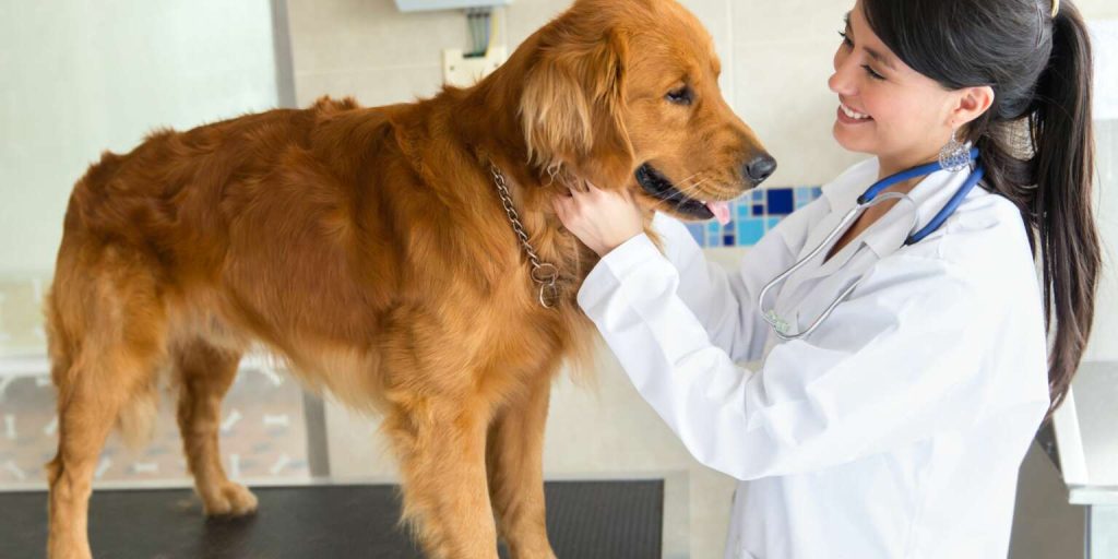 Loy-002: arriva la pillola anti età per cani 2 La pillola antietà LOY-002, sviluppata dalla società Loyal, che sta per entrare in fase di sperimentazione