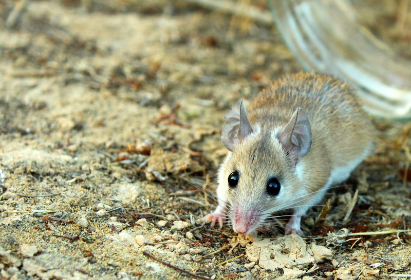 Cromosoma Y, la sua scomparsa appare inevitabile. Quale sarà il futuro dell'umanità senza il maschio? 2 Cromosoma Y, la sua scomparsa appare inevitabile. Quale sarà il futuro dell'umanità senza il maschio?