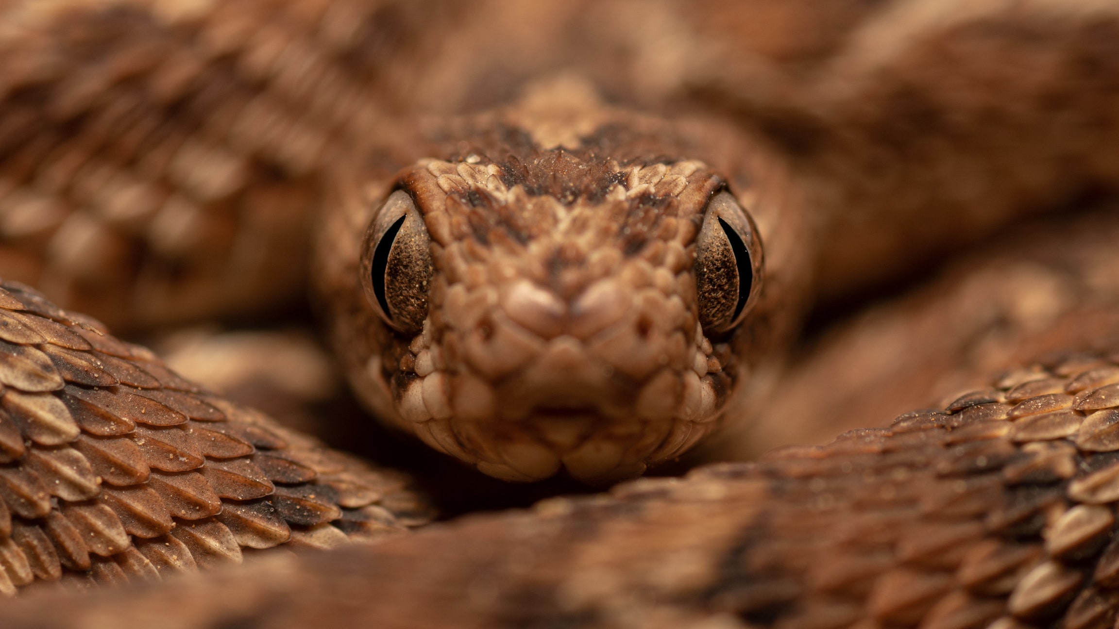 Serpenti