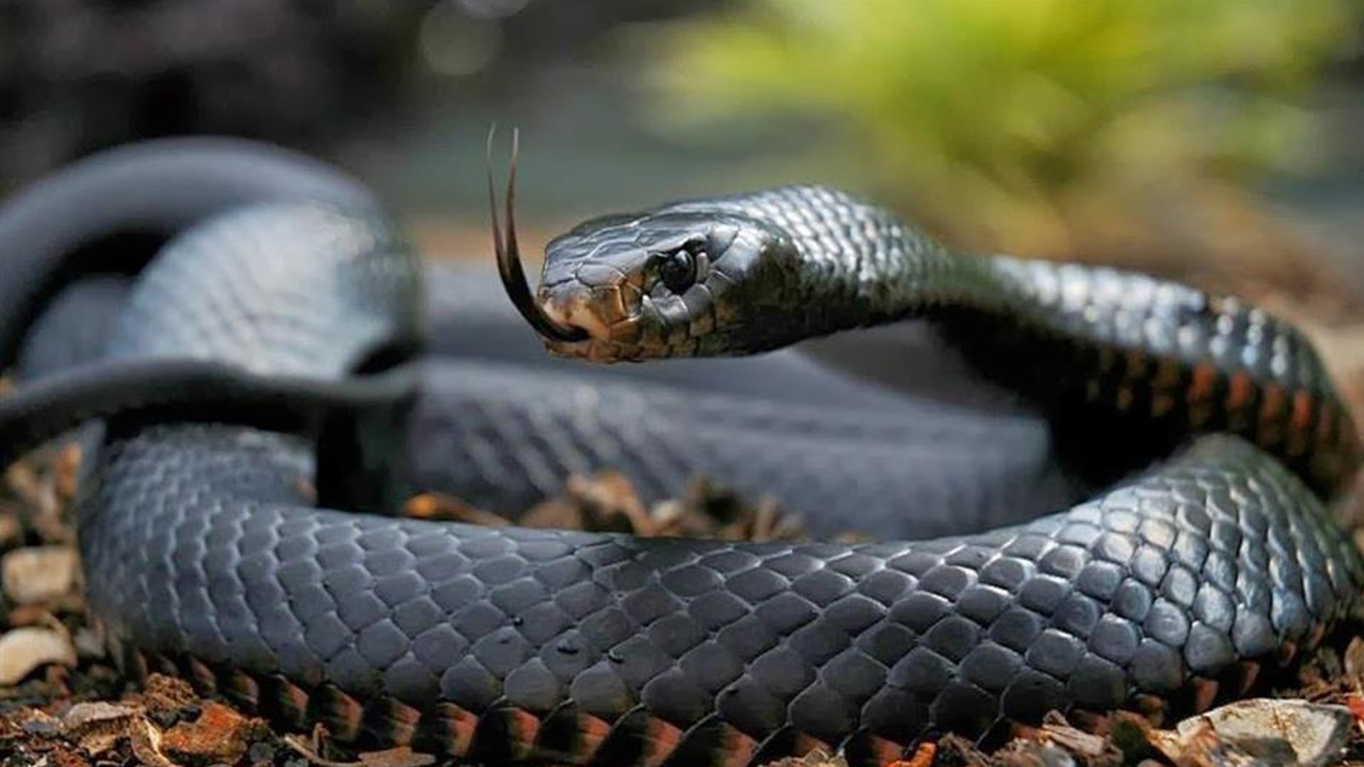 Serpenti