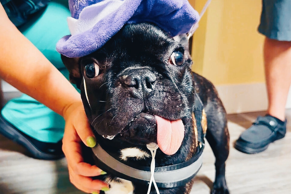 In un bulldog francese ricresce spontaneamente la mascella dopo l'asportazione di un tumore 1 Bulldog francese Tyson