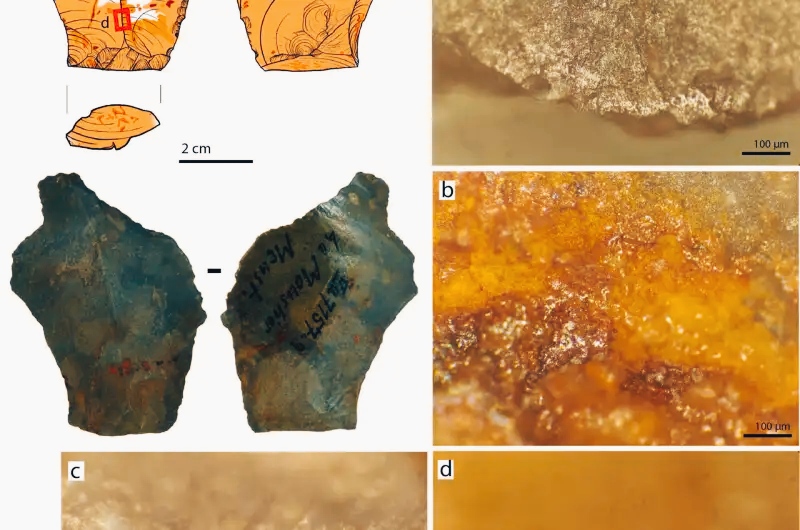 Adesivo multicomponente utilizzato dai Neanderthal per comporre strumenti in pietra 2 Adesivo multicomponente