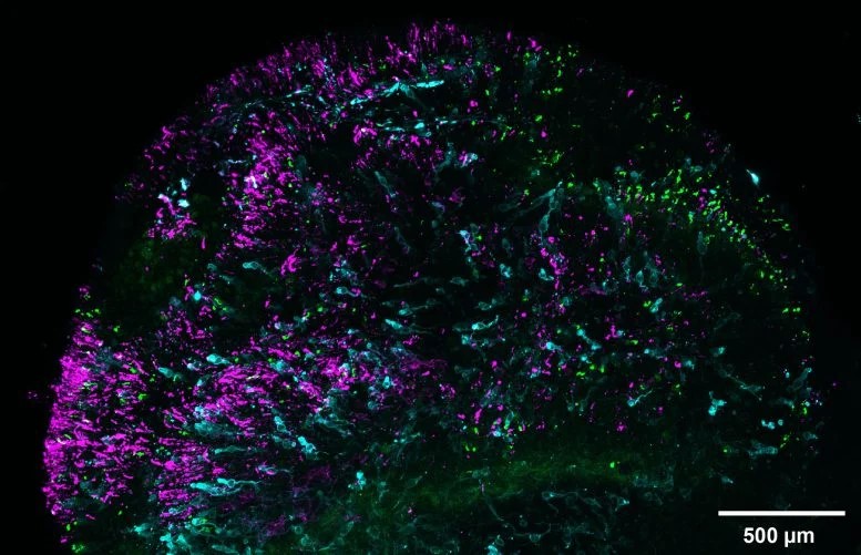 Percezione dei colori: come la vista umana li distingue 2 Le cellule chiamate bastoncelli che aiutano l'occhio a vedere i colori in condizioni di scarsa illuminazione o oscurità