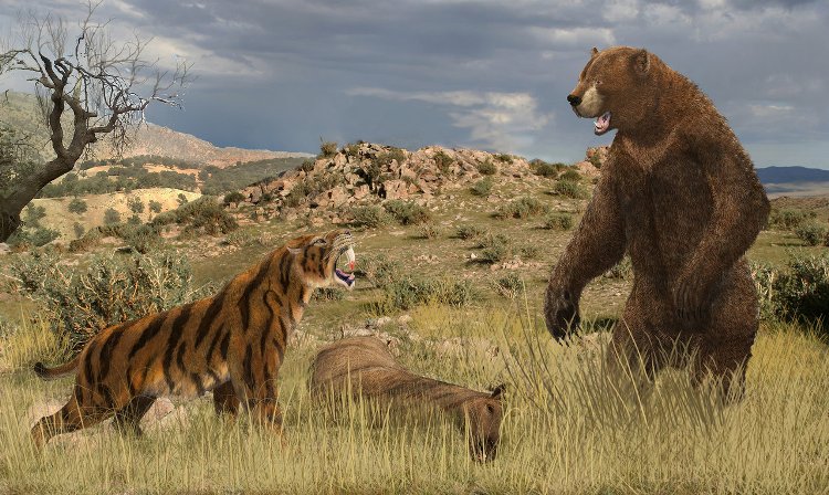 Orso bruno 