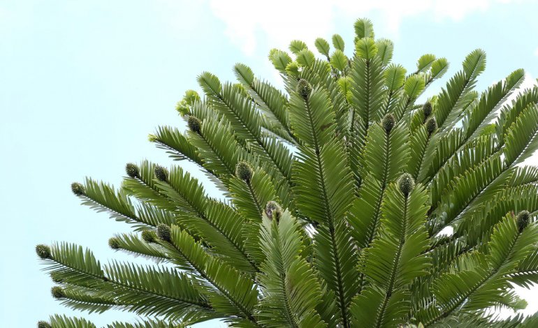 Alberi fossili viventi 