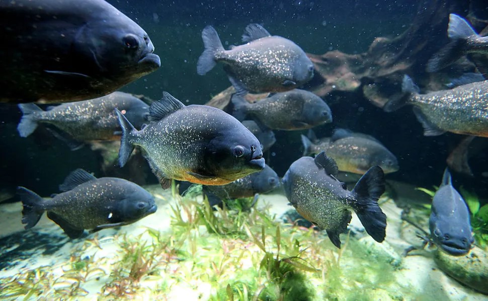 Piranha: cosa mangiano? E quanto velocemente consumano la loro preda? 2 I piranha viaggiano in branco per proteggersi, piuttosto che per cacciare. (Credito immagine: Oli Scarff / Staff tramite Getty Images)
