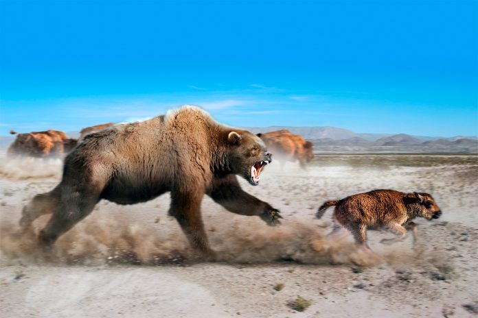 Orso bruno